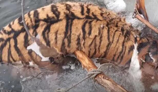 近日，俄罗斯一护林员在国家公园巡查，发现一只老虎漂浮在河里一动不动，大胆走近后一看，竟看到